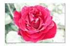 le mie rose le mie rose