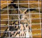 Sono finito in gabbia.... Sono finito in gabbia....