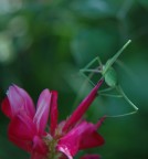 me ne vado! me ne vado!