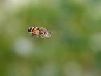 Sirfide in volo