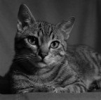 .-.-. Gatto.... .-.-. .-.-. Gatto.... .-.-.