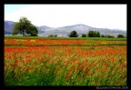 Campo di papaveri. Campo di papaveri.