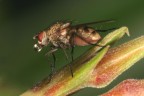 mosca accaldata mosca accaldata