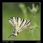 ....macaone ....macaone