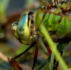 Anax imperator Anax imperator