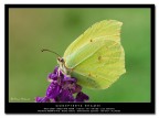 [url=http://www.acquariofilia.info/_juza/Gonepteryx_rhamn3.jpg][b]Versione a 1200 pxl[/b][/url]