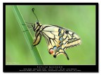 Papilio machaon Papilio machaon