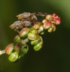 Risveglio primaverile Risveglio primaverile