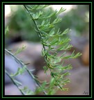 ramo al vento.... ramo al vento....