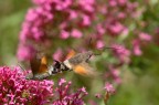 Macroglossum stellatarum Accoppiamento Macroglossum stellatarum Accoppiamento