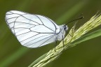 Pieride del biancospino Pieride del biancospino