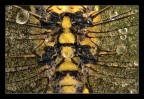 Libellula al mattino- dettaglio Libellula al mattino- dettaglio
