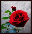 rosa rossa rosa rossa