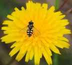 giallo-nero giallo-nero