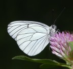 Pieride del biancospino 1 Pieride del biancospino 1