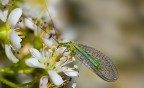 Chrysopa