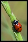 Coccinella Coccinella