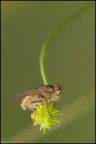 ...green2