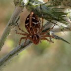 Epeira diademata Epeira diademata