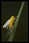 Se avessi sbagliato questa foto avrei venduto tutto....
180mm f/13 1/25 -2/3 EV treppiede luce naturale cavo di scatto sollevamento preventivo dello specchio misurazione parziale della luce. [url=http://www.macrofotografia.net/images/stories/portfolio1200/cicadella1200.jpg]Versione a 1200px[/url]