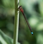 La sosta della libellula La sosta della libellula