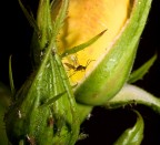 spicco il volo spicco il volo