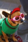 Cane barcellonese