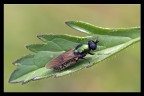 Chloromyia Formosa