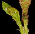 pidocchietti all'asilo