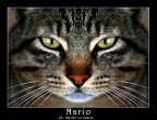 Mario Mario