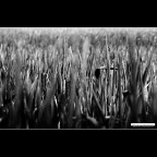 ::: TRA TANTE FOGLIE ::: ::: TRA TANTE FOGLIE :::