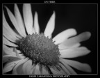 un fiore