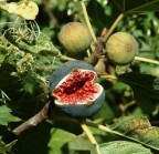 Cantando... Cantando...