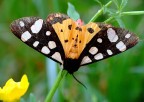 Arctia villica Arctia villica