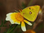 giallo su giallo