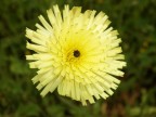 Fiore