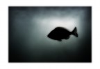 E' Davvero Libero Il Pesce? E' Davvero Libero Il Pesce?