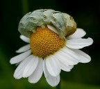 Il bruco dormiglione Il bruco dormiglione