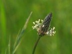 fiore di campo