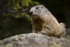Un piccolo gruppo di marmotte pascola tra prati e rocce per recuperare peso dopo il letargo