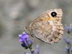 Farfalla