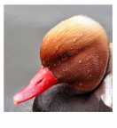 Exotic Duck Exotic Duck