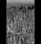 ::: TRA TANTI FILI D'ERBA ::: ::: TRA TANTI FILI D'ERBA :::