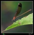 Libellula nera Libellula nera