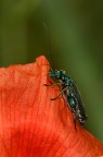Oedemera nobilis Oedemera nobilis