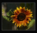 Girasole Girasole