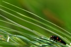 Larva di coccinella Larva di coccinella