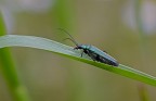 Pentax k100d con Cosina 100mm macro, 1/180 sec. f/9,5 con treppiede, lettura spot, Iso 400. Commenti e critiche gradite!