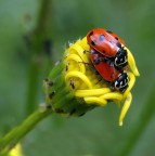 Calice d'amore... Calice d'amore...