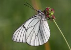 Aporia Crataegi Aporia Crataegi